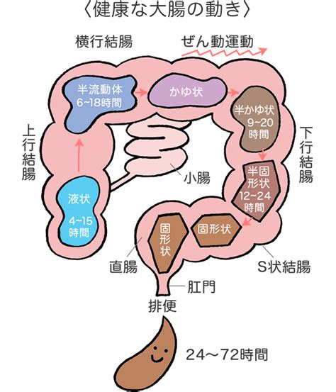 大腸 方向|大腸